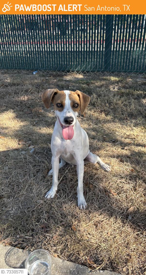 Found/Stray Male Dog last seen Rawlinson middle school, San Antonio, TX 78230