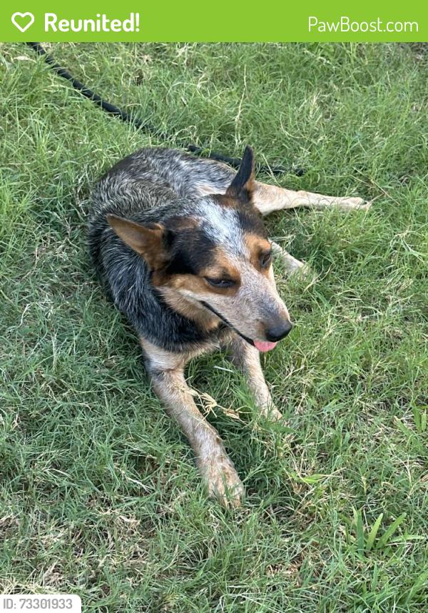 Reunited Male Dog last seen Near Marburg St, Dallas, TX 75215, USA, Dallas, TX 75215