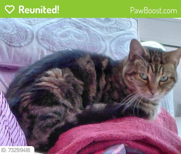 Reunited Unknown Cat last seen Pool End Tytherington Macclesfield, Tytherington, England 