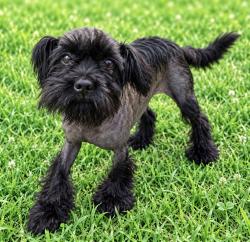 Reunited Male Dog last seen Near Magnolia Woods Elementary, Baton Rouge, LA 70808