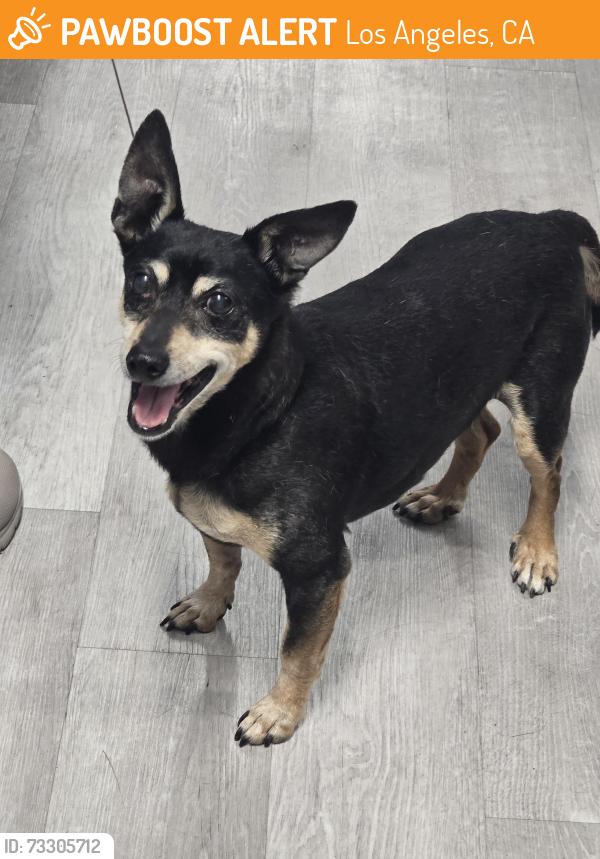 Found/Stray Male Dog last seen Sunrise Elementary, Los Angeles, CA 90023