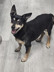 Found/Stray Male Dog last seen Sunrise Elementary, Los Angeles, CA 90023