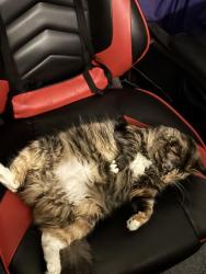 Reunited Female Cat last seen Quincy st and ivy st, Kearny, NJ 07032