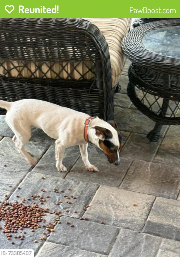 Reunited Female Dog last seen Tottenham Ct, Jacksonville, FL 32257