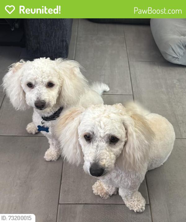 Reunited Male Dog last seen Tower & Sandpaper, Albuquerque, NM 87121