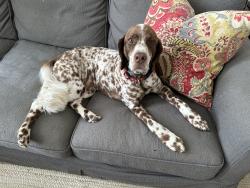 Reunited Female Dog last seen Lindbergh drive and brookwood, Atlanta, GA 30305