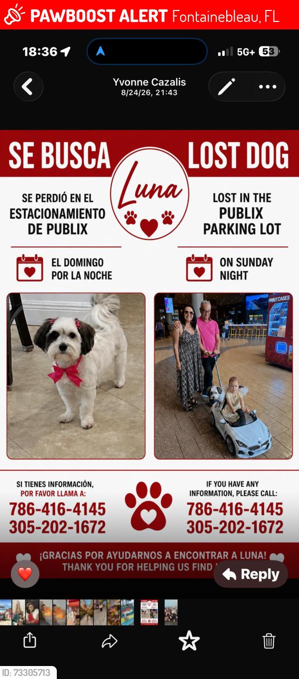 Lost Female Dog last seen Publix, Fontainebleau, FL 33172