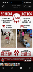 Lost Female Dog last seen Publix, Fontainebleau, FL 33172