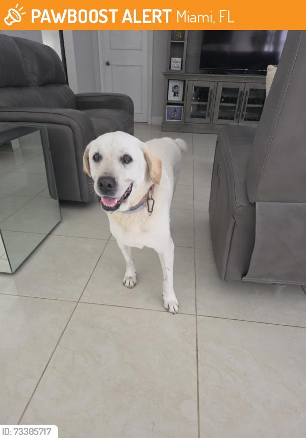 Found/Stray Female Dog last seen Off of Bird Road and 112 Ave, Miami, FL 33165