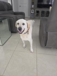 Found/Stray Female Dog last seen Off of Bird Road and 112 Ave, Miami, FL 33165