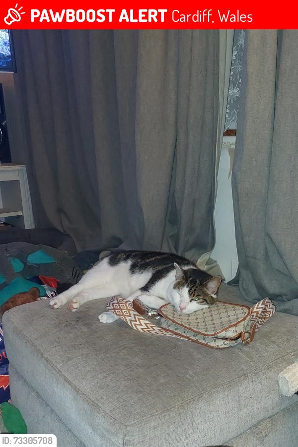Lost Male Cat last seen Grand avenue, Cardiff, Wales 