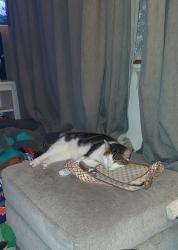 Lost Male Cat last seen Grand avenue, Cardiff, Wales 