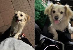 Lost Male Dog last seen Huntington park - Pacific blvd, Huntington Park, CA 90255
