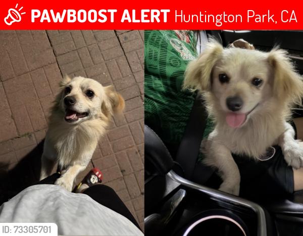 Lost Male Dog last seen Huntington park - Pacific blvd, Huntington Park, CA 90255