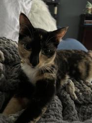 Lost Female Cat last seen Flamingo Bay at Residences of Sawgrass, Sunrise, FL 33323