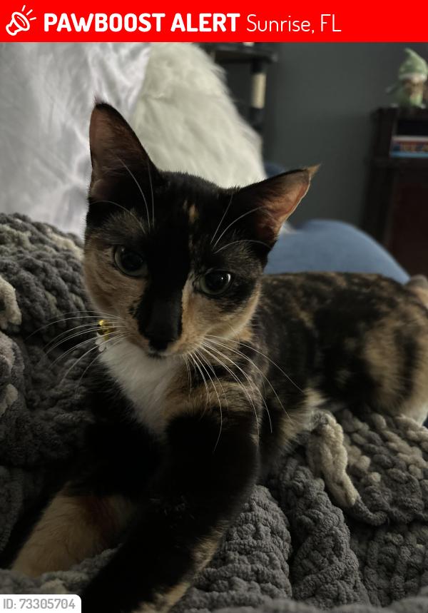 Lost Female Cat last seen Flamingo Bay at Residences of Sawgrass, Sunrise, FL 33323