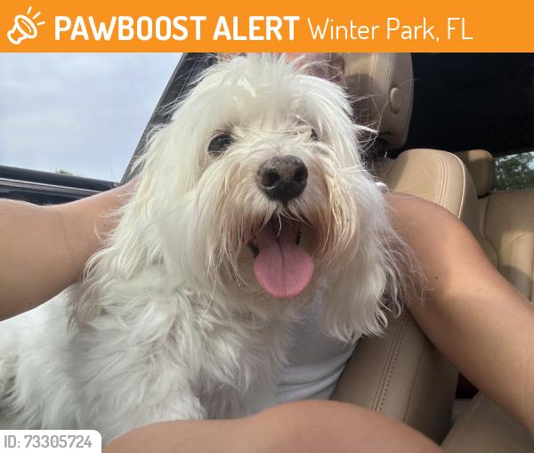 Found/Stray Male Dog last seen Minnesota ave, Winter Park, FL 32789