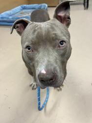 Shelter Stray Male Dog last seen Near Covington Drive, 30032, GA, 3280 Chamblee Dunwoody Rd, Chamblee, GA 30341, USA