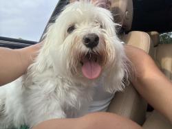 Found/Stray Male Dog last seen Minnesota ave, Winter Park, FL 32789
