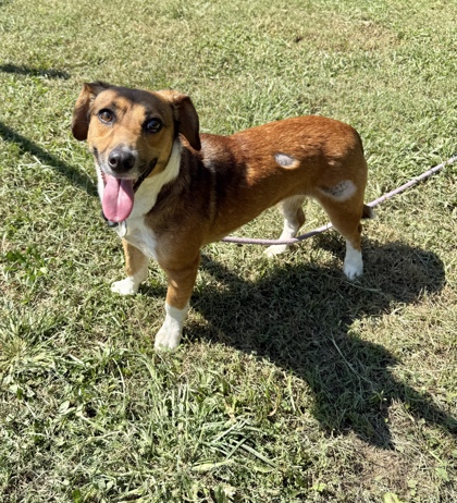 Shelter Stray Female Dog last seen Near Church St, Decatur GA 30030, 30030, GA, 3280 Chamblee Dunwoody Rd, Chamblee, GA 30341, USA