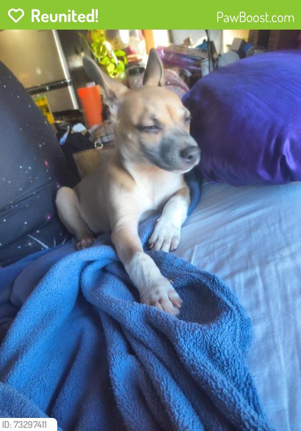Reunited Male Dog last seen Centola rd and phelan rd, Phelan, CA 92371