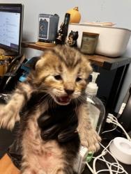 Shelter Stray Male Cat last seen Near Tanglewood Circle, Atlanta 30345, 30345, GA, 3280 Chamblee Dunwoody Rd, Chamblee, GA 30341, USA