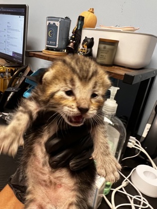 Shelter Stray Male Cat last seen Near Tanglewood Circle, Atlanta 30345, 30345, GA, 3280 Chamblee Dunwoody Rd, Chamblee, GA 30341, USA