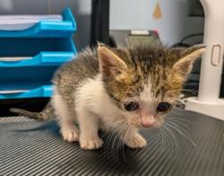 Shelter Stray Female Cat last seen Near Market St, Clarkston, GA 30021, 30021, GA, 3280 Chamblee Dunwoody Rd, Chamblee, GA 30341, USA
