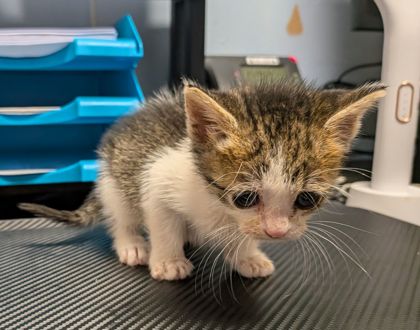 Shelter Stray Female Cat last seen Near Market St, Clarkston, GA 30021, 30021, GA, 3280 Chamblee Dunwoody Rd, Chamblee, GA 30341, USA