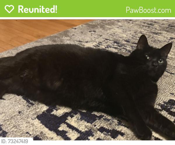 Reunited Male Cat last seen 4th and Hancock, Gary, IN 46403