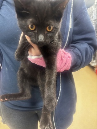 Shelter Stray Female Cat last seen Near Post Oak Dr, Clarkston, GA 30021, 30021, GA, 3280 Chamblee Dunwoody Rd, Chamblee, GA 30341, USA