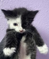 Shelter Stray Female Cat last seen Near LAKE NEMI, CITY of El Paso, TX, 5001 Fred Wilson Ave, El Paso, TX 79906, USA