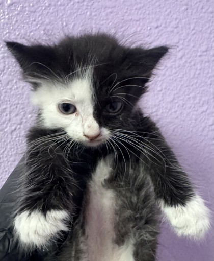 Shelter Stray Female Cat last seen Near LAKE NEMI, CITY of El Paso, TX, 5001 Fred Wilson Ave, El Paso, TX 79906, USA