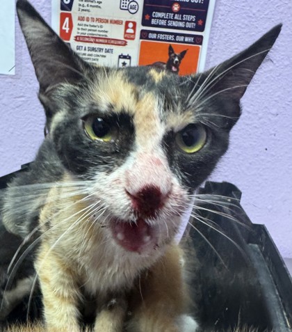Shelter Stray Female Cat last seen Near LAKE NEMI, CITY of El Paso, TX, 5001 Fred Wilson Ave, El Paso, TX 79906, USA
