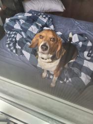 Reunited Male Dog last seen Osprey & nutcracker drive, Mississauga, ON L5N 6E6