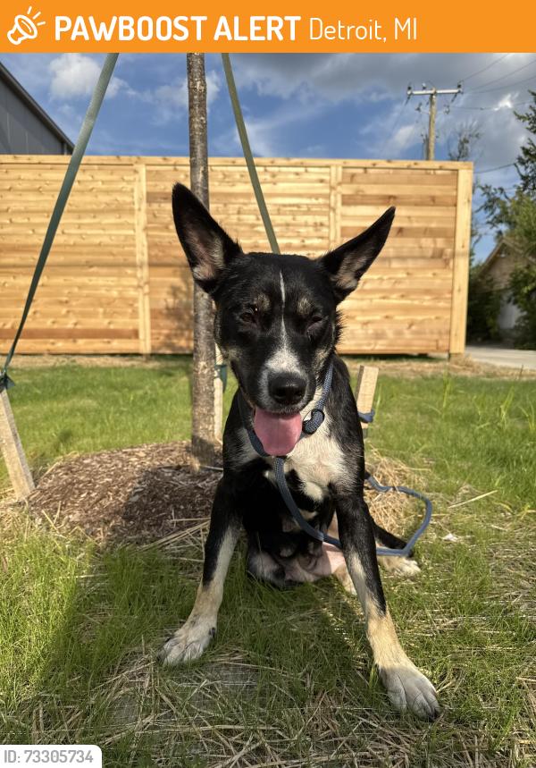 Found/Stray Female Dog last seen Elmhurst & American, Detroit, MI 48204