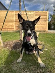 Found/Stray Female Dog last seen Elmhurst & American, Detroit, MI 48204