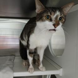 Shelter Stray Male Cat last seen Near Abbott Ct Baltimore 21202, 21202, MD, 2490 Giles Rd, Baltimore, MD 21225, USA
