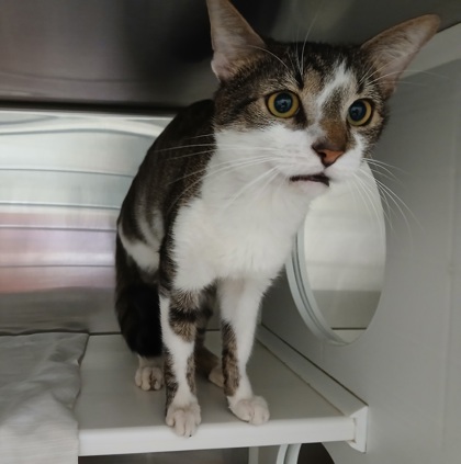 Shelter Stray Male Cat last seen Near Abbott Ct Baltimore 21202, 21202, MD, 2490 Giles Rd, Baltimore, MD 21225, USA