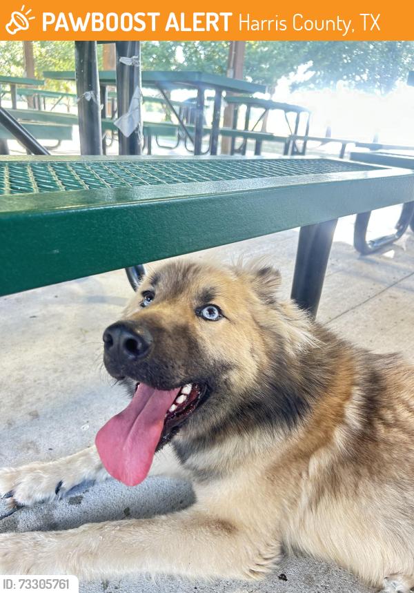 Found/Stray Male Dog last seen Zubi park, Harris County, TX 77447