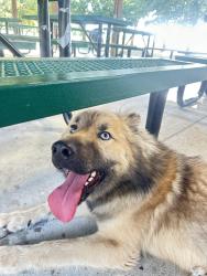 Found/Stray Male Dog last seen Zubi park, Harris County, TX 77447