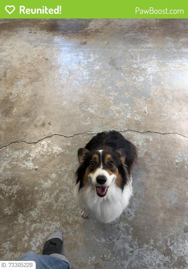Reunited Unknown Dog last seen Shillelagh road and Foxwood Drive, Chesapeake, VA 23323