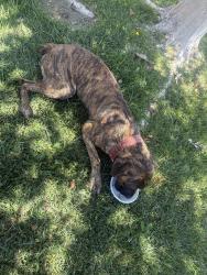 Found/Stray Male Dog last seen Calabash and Ivy, Fontana, CA 92335