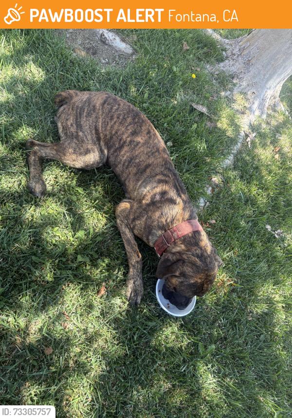 Found/Stray Male Dog last seen Calabash and Ivy, Fontana, CA 92335