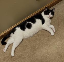 Reunited Male Cat last seen On TWP RD 216 between SR 61 & Co Rd 26, Marengo, OH 43334