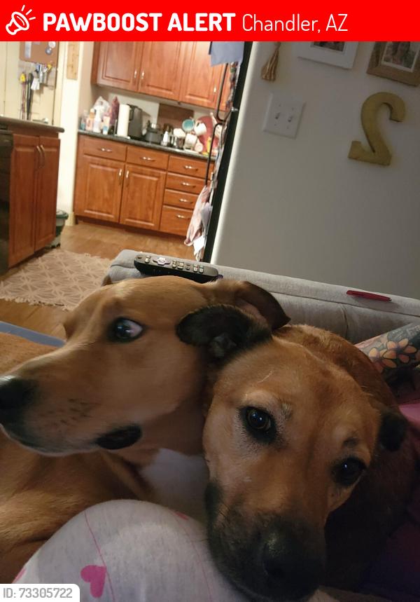 Lost Male Dog last seen McQueen and Germann, Chandler, AZ 85286