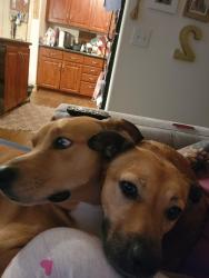 Lost Male Dog last seen McQueen and Germann, Chandler, AZ 85286