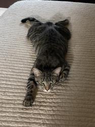 Reunited Male Cat last seen Fiddlers Glen, Winston-Salem, NC 27127