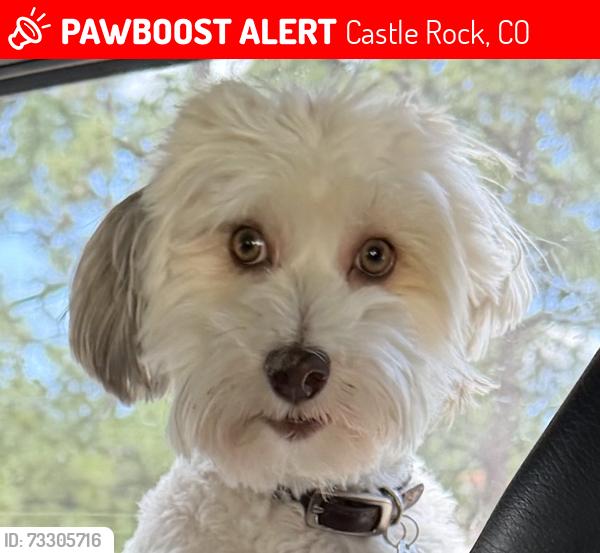 Lost Male Dog last seen Open Space behind Shadow Creek Dr and Ditmars Ln, Castle Rock, CO 80104