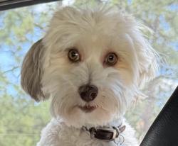 Lost Male Dog last seen Open Space behind Shadow Creek Dr and Ditmars Ln, Castle Rock, CO 80104